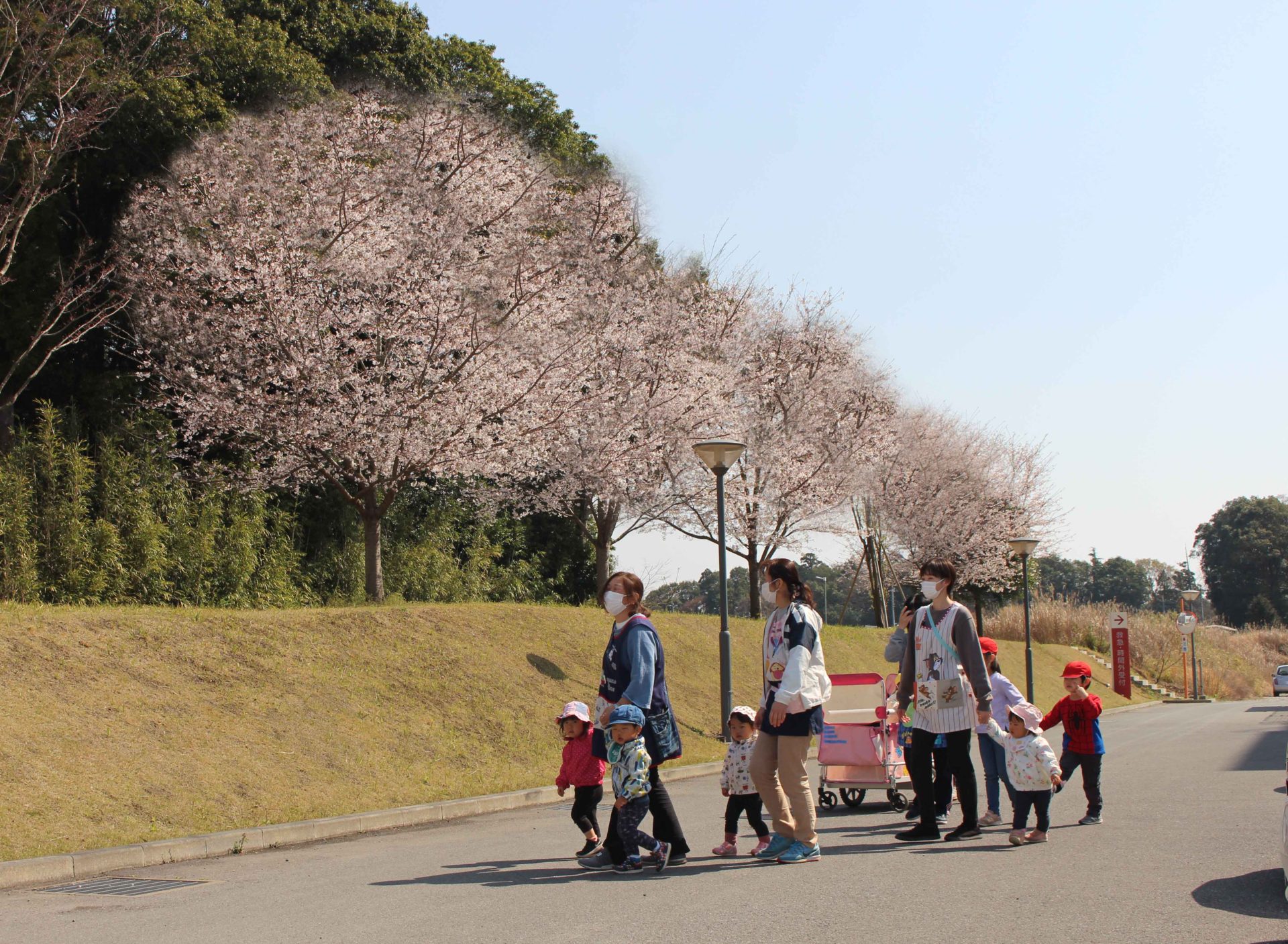 病院周辺の桜も満開です